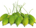 Spine gourd