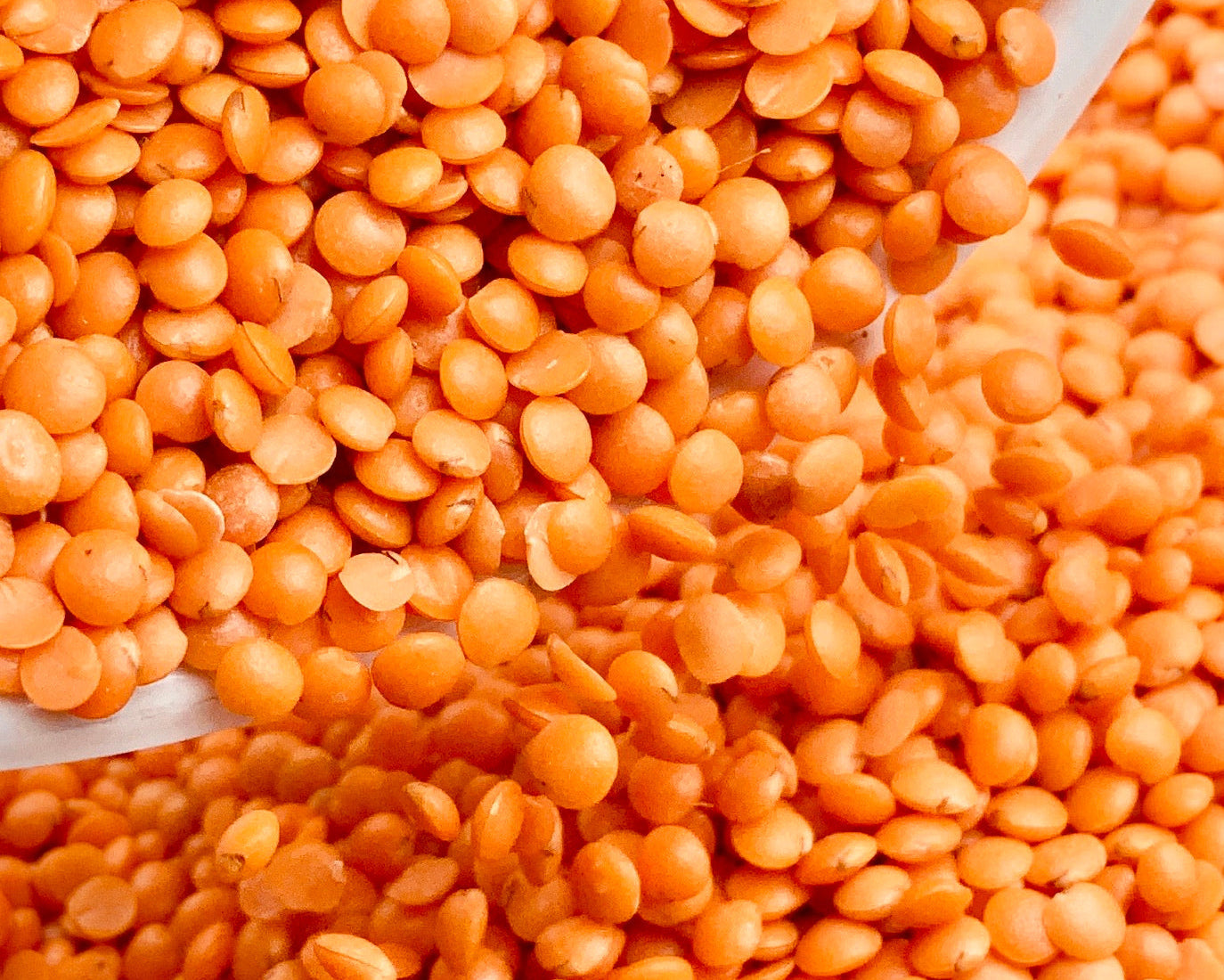 Dal