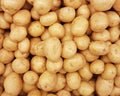 Potato