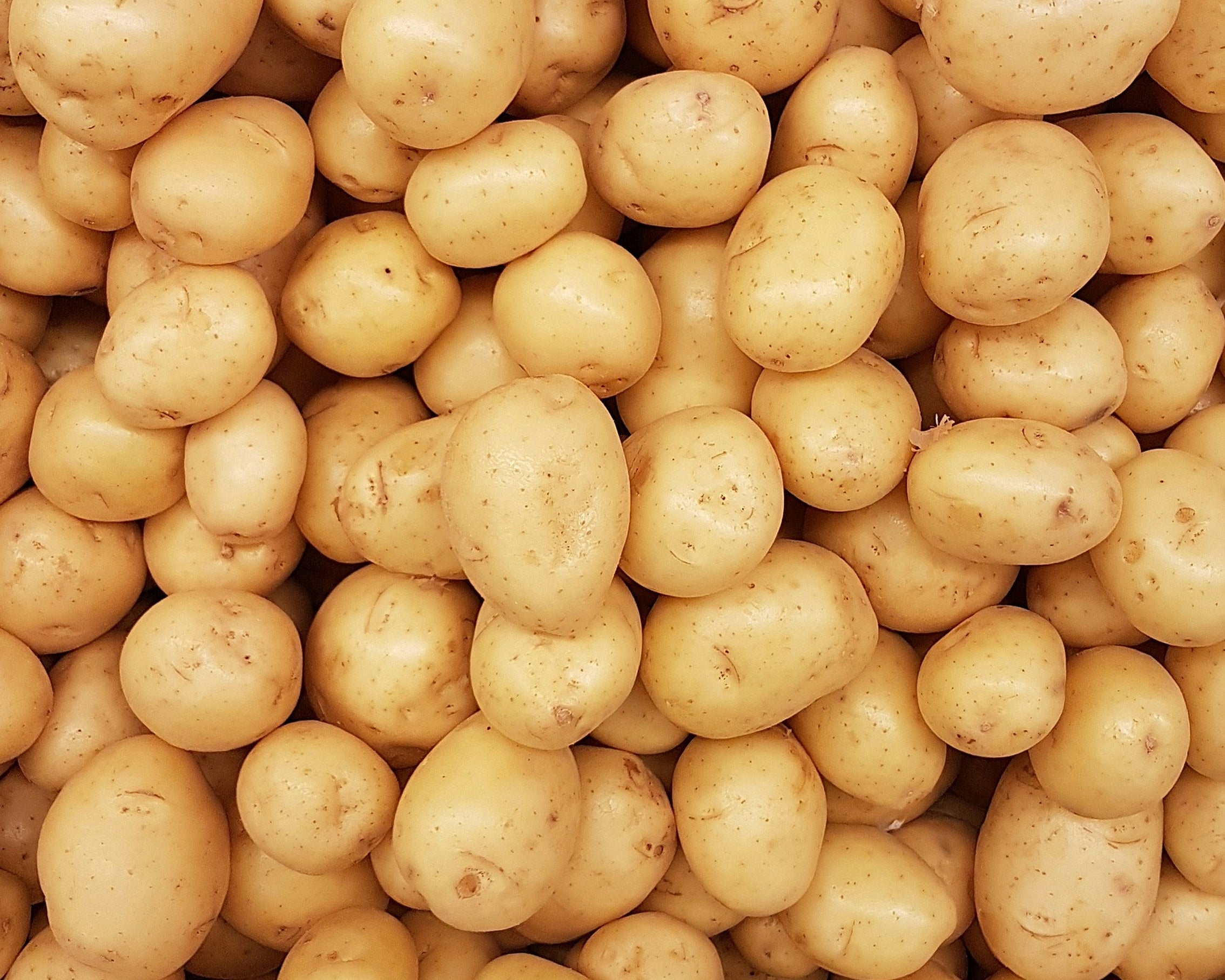 Potato